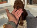 Petmode köpek çiftliğinden Tea Cup Kore Poodle Yavrularımız