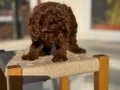 Petmode köpek çiftliğinden Tea Cup Kore Poodle Yavrularımız