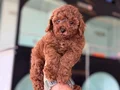 Petmode köpek çiftliğinden kore toy poodle yavrularımız