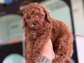 Petmode köpek çiftliğinden kore toy poodle yavrularımız