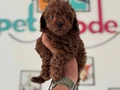 Petmode köpek çiftliğinden kore toy poodle yavrularımız