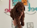 Petmode köpek çiftliğinden kore toy poodle yavrularımız