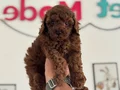Petmode köpek çiftliğinden kore toy poodle yavrularımız