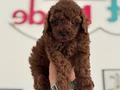 Petmode köpek çiftliğinden kore toy poodle yavrularımız