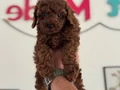 Petmode köpek çiftliğinden kore toy poodle yavrularımız