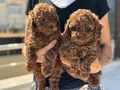 Petmode köpek çiftliğinden Chocolate toy poodle yavrular