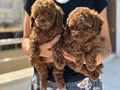 Petmode köpek çiftliğinden Chocolate toy poodle yavrular