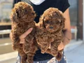 Petmode köpek çiftliğinden Chocolate toy poodle yavrular
