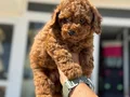 Petmode köpek çiftliğinden Chocolate toy poodle yavrular