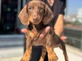 Ziyarete açık dachshund yavrumuz köpek çiftliğinde
