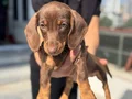 Ziyarete açık dachshund yavrumuz köpek çiftliğinde