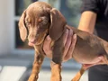 Ziyarete açık dachshund yavrumuz köpek çiftliğinde