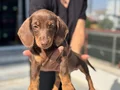 Ziyarete açık dachshund yavrumuz köpek çiftliğinde