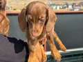 Ziyarete açık dachshund yavrumuz köpek çiftliğinde
