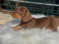 Ziyarete açık dachshund yavrumuz köpek çiftliğinde