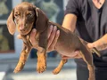 Ziyarete açık dachshund yavrumuz köpek çiftliğinde