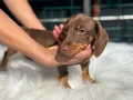 Ziyarete açık dachshund yavrumuz köpek çiftliğinde