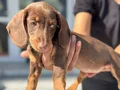 Ziyarete açık dachshund yavrumuz köpek çiftliğinde