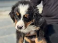 Ziyarete açık bernese yavrularımız Petmode köpek çiftliğinde
