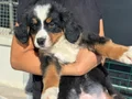 Ziyarete açık bernese yavrularımız Petmode köpek çiftliğinde
