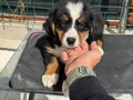 Ziyarete açık bernese yavrularımız Petmode köpek çiftliğinde