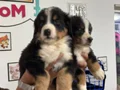 Ziyarete açık bernese yavrularımız Petmode köpek çiftliğinde