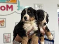 Ziyarete açık bernese yavrularımız Petmode köpek çiftliğinde