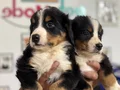 Ziyarete açık bernese yavrularımız Petmode köpek çiftliğinde
