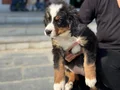 Ziyarete açık bernese yavrularımız Petmode köpek çiftliğinde