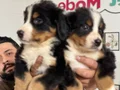 Ziyarete açık bernese yavrularımız Petmode köpek çiftliğinde