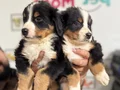 Ziyarete açık bernese yavrularımız Petmode köpek çiftliğinde