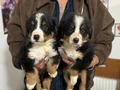 Ziyarete açık bernese yavrularımız Petmode köpek çiftliğinde