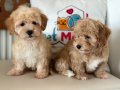 Ziyarete açık maltipoo yavrular Petmode köpek çiftliğinde