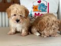Ziyarete açık maltipoo yavrular Petmode köpek çiftliğinde