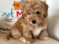 Ziyarete açık maltipoo yavrular Petmode köpek çiftliğinde