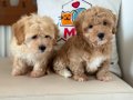 Ziyarete açık maltipoo yavrular Petmode köpek çiftliğinde