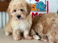 Ziyarete açık maltipoo yavrular Petmode köpek çiftliğinde