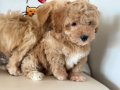 Ziyarete açık maltipoo yavrular Petmode köpek çiftliğinde