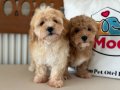 Ziyarete açık maltipoo yavrular Petmode köpek çiftliğinde