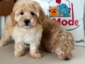 Ziyarete açık maltipoo yavrular Petmode köpek çiftliğinde
