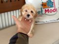 Ziyarete açık maltipoo yavrular Petmode köpek çiftliğinde