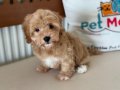 Ziyarete açık maltipoo yavrular Petmode köpek çiftliğinde
