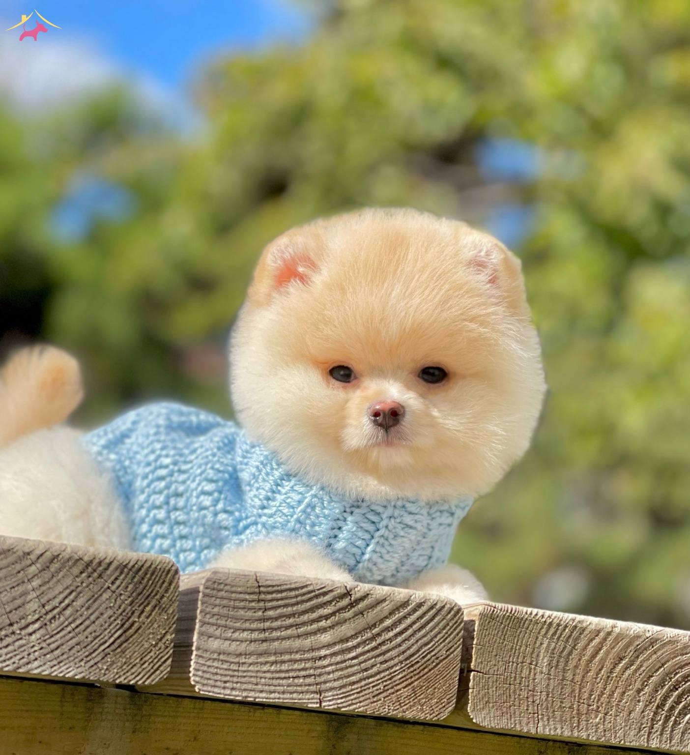 Satilik Pomeranian Boo Fiyatlari Kopek Dunyasi