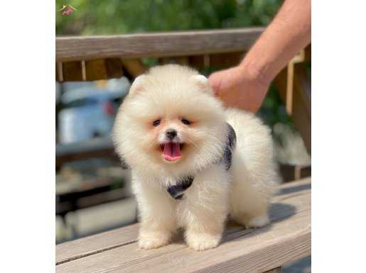 Atıcık Sevimli Boo Pomeranian Bebekler 