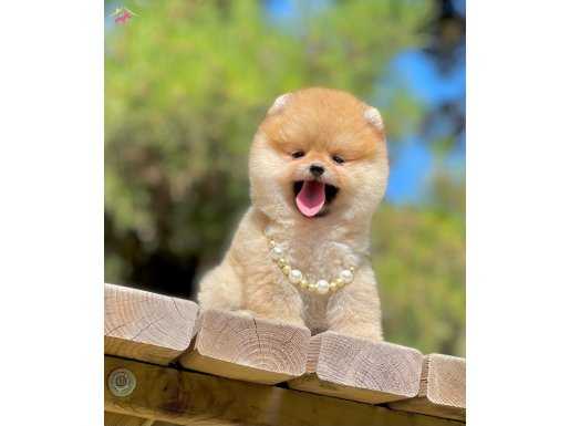 Sevimli Boo Traşlı Pomeranian 