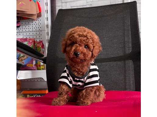 Red Brown Toy Poodle Yavrular 
