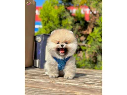Ayıcık Surat Orjinal Irk Pomeranian Boo Bebekler 