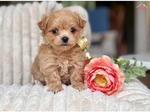 Akıllı Ev Ortamına Uyumlu Maltipoo