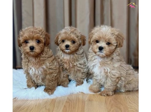 Oyuncak gibi sevimli Maltipoo Bebekler 