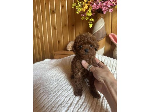 Kahverengi Aşkı Mini Toy Poodle Yavrularımız Hazır 